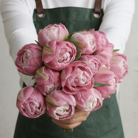 Vogue, Tulip - 10 Bulbs image number null
